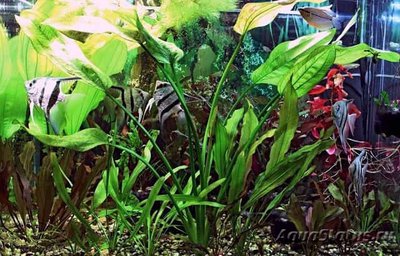 Эхинодорус аргентинский (Echinodorus argentinensis)