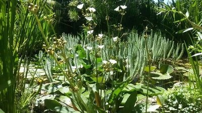 Эхинодорус аргентинский (Echinodorus argentinensis)