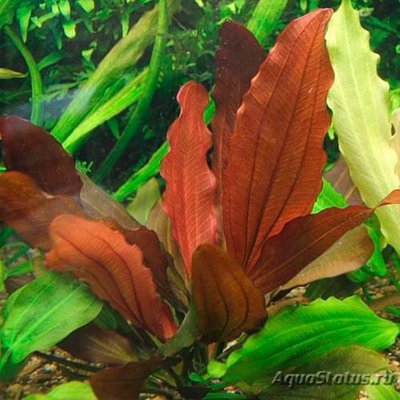 Эхинодорус indian red (Echinodorus indian red)