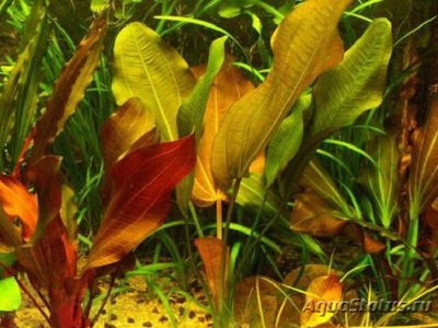 Эхинодорус indian red (Echinodorus indian red)
