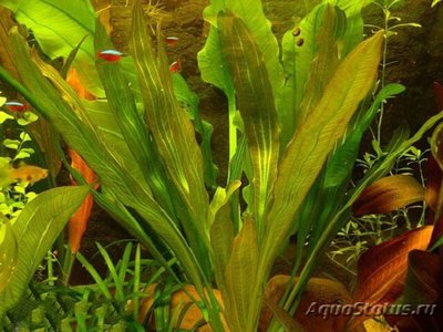 Эхинодорус indian red (Echinodorus indian red)
