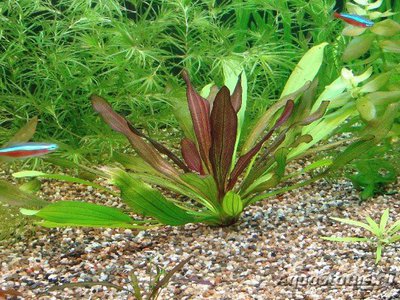 Эхинодорус "Красный дьявол" (Echinodorus "Red Devil")