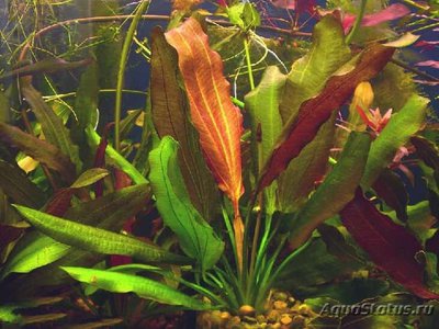 Эхинодорус "Красный дьявол" (Echinodorus "Red Devil")