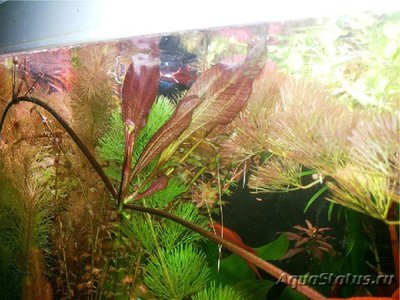 Эхинодорус "Красный дьявол" (Echinodorus "Red Devil")