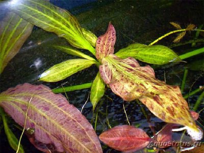 ​Эхинодорус Питон (Ec­hinodorus Python)