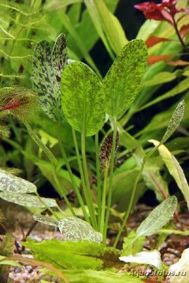 Эхинодорус Райнерс Феликс (Echinodorus Rainer’s Felix)                 .
