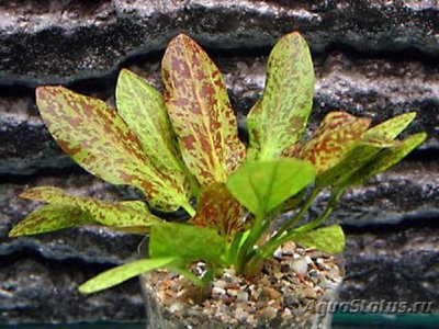 Эхинодорус Райнерс Феликс (Echinodorus Rainer’s Felix)                 .