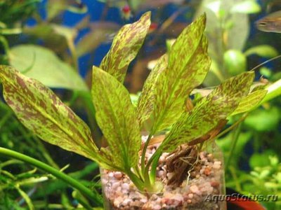 Эхинодорус Райнерс Феликс (Echinodorus Rainer’s Felix)                 .