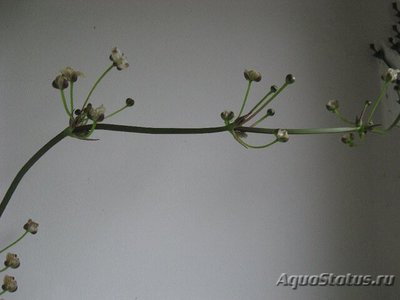 Эхинодорус Райнерс Феликс (Echinodorus Rainer’s Felix)                 .