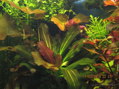 Фото Эхинодорус барта Echinodorus x barthii  (photo#111837)