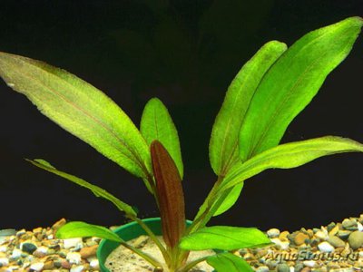 Эхинодорус глаз дьявола (Echinodorus devil eye)