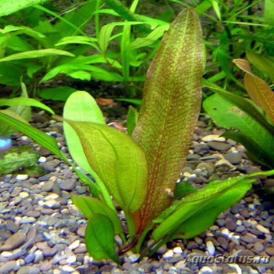 Эхинодорус глаз дьявола (Echinodorus devil eye)