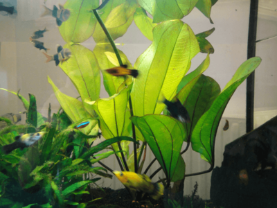 Эхинодорус глаз дьявола (Echinodorus devil eye)