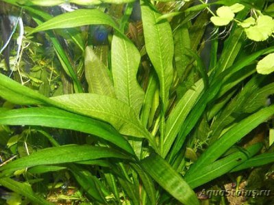 Эхинодорус гризебаха (Echinodorus griseb­achii)