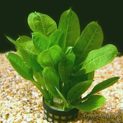 Эхинодорус гризебаха (Echinodorus griseb­achii)