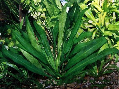 Эхинодорус гризебаха (Echinodorus griseb­achii)