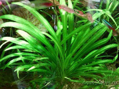 Эхинодорус истмикус (Echinodorus istmicus)