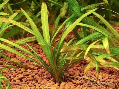 Эхинодорус истмикус (Echinodorus istmicus)