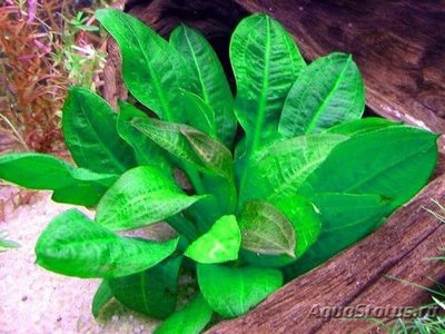 Эхинодорус мелкоцветный тропика (Echinodorus parviflorus tropica)