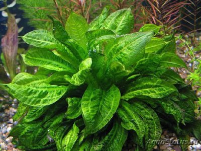 Эхинодорус мелкоцветный тропика (Echinodorus parviflorus tropica)