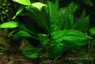 Эхинодорус мелкоцветный тропика (Echinodorus parviflorus tropica)