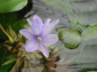 Эхинодорус мелкоцветный тропика (Echinodorus parviflorus tropica)