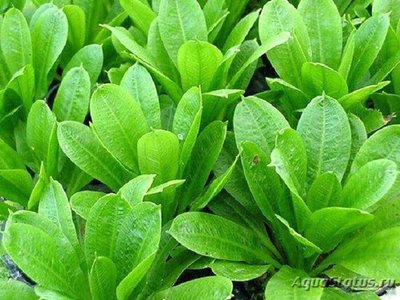 Эхинодорус мелкоцветный (Echinodorus parviflorus)