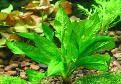 Эхинодорус мелкоцветный (Echinodorus parviflorus)
