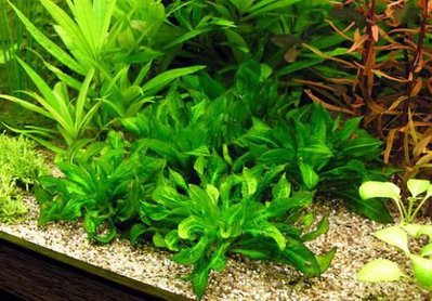 Эхинодорус мелкоцветный (Echinodorus parviflorus)