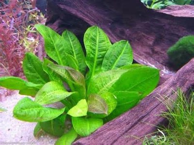 Эхинодорус мелкоцветный (Echinodorus parviflorus)