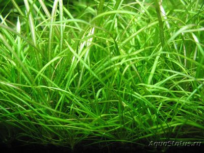 Эхинодорус нежный (Echinodorus tenellus)