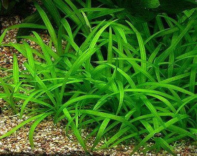 Эхинодорус нежный (Echinodorus tenellus)