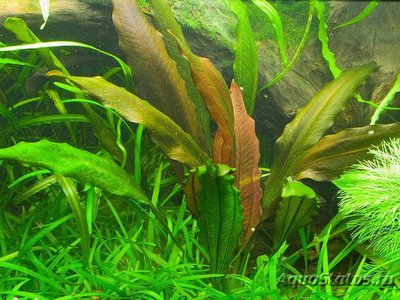 Фото Эхинодорус флоренс Echinodorus florens  (photo#111931)