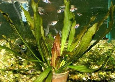 Фото Эхинодорус флоренс Echinodorus florens  (photo#111932)
