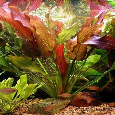 Фото Эхинодорус флоренс Echinodorus florens  (photo#111933)