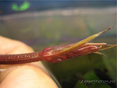 Фото Эхинодорус флоренс Echinodorus florens  (photo#111934)