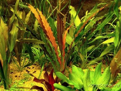 Эхинодорус горемана (Echinodorus horemanii)