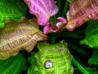 Эхинодорус ориенталь (Echinodorus oriental)