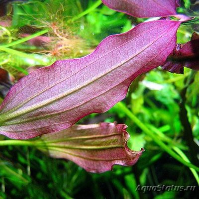 Эхинодорус ориенталь (Echinodorus oriental)