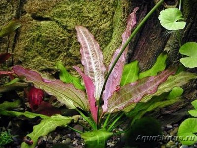 Эхинодорус ориенталь (Echinodorus oriental)