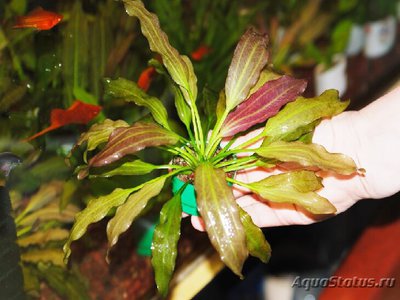 Эхинодорус ориенталь (Echinodorus oriental)