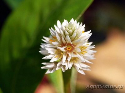 Альтернантера водная (Alternanthera aqua­tica)