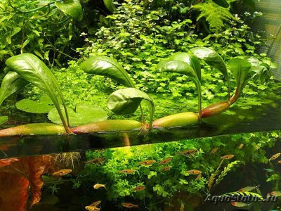 Альтернантера водная (Alternanthera aqua­tica)