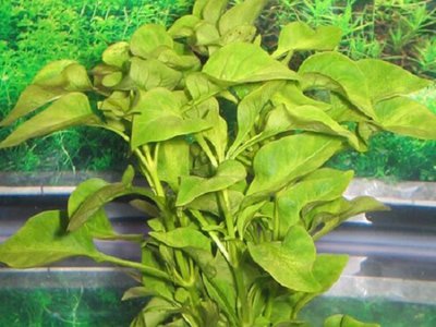 Альтернантера  бетзикиана зелёная ( Alternanthera Bettzickiana Green )