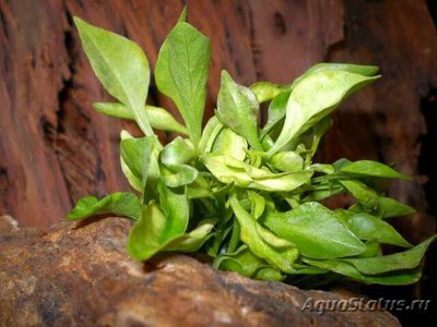 Альтернантера  бетзикиана зелёная ( Alternanthera Bettzickiana Green )