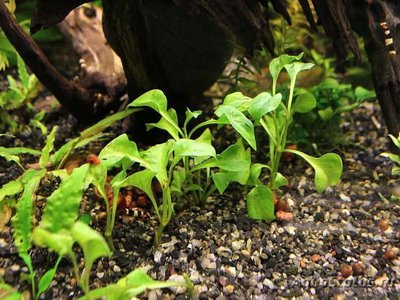Альтернантера  бетзикиана зелёная ( Alternanthera Bettzickiana Green )