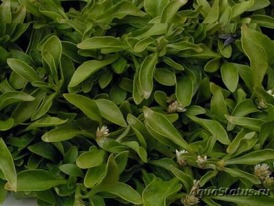 Альтернантера  бетзикиана зелёная ( Alternanthera Bettzickiana Green )