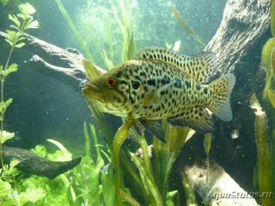 Фото Цихлазома манагуанская Parachromis managuensis  (photo#112025)