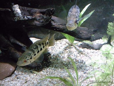 Фото Цихлазома манагуанская Parachromis managuensis  (photo#112026)