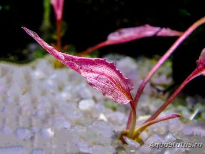 Криптокорина Фламинго (Cryptocoryne spec. ,, Flamingo ,, )